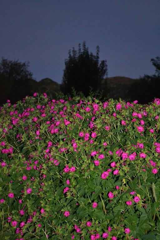 Casitas La Invernada Villa Villa Giardino Dış mekan fotoğraf